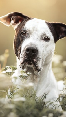 собака питбуль цветочная поляна