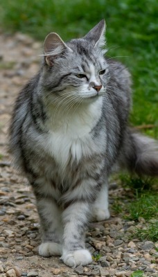 кот серенький трава дорожка