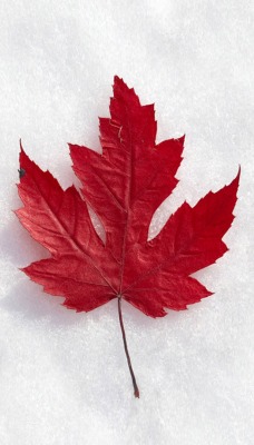Флаг канады из листьев
