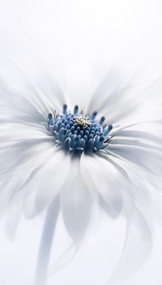 белый цветок лепестки белый фон