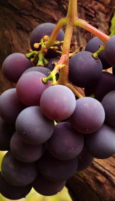 Темный виноград