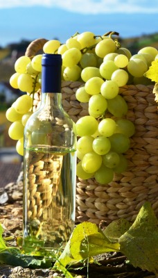 Виноград вино урожай