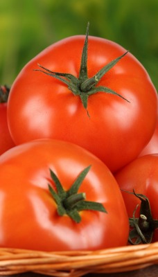 еда помидоры корзина томаты