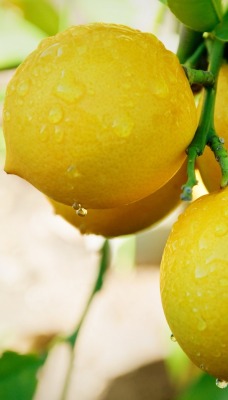 Лимон на ветке капли