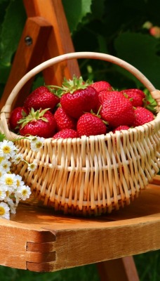 природа корзина клубника ягоды цветы ромашки