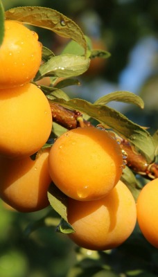 абрикосы ветка дерево