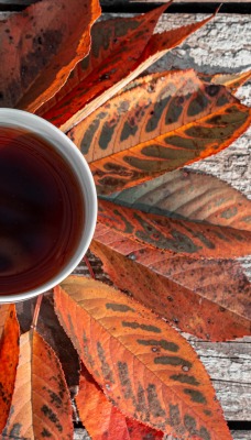 чай листья осенние листья