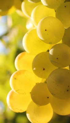 виноград гроздь желтый ягоды