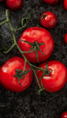 томаты помидоры на ветке