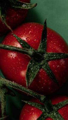 томаты ветка капли