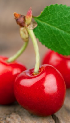 вишня ягоды красные спелые