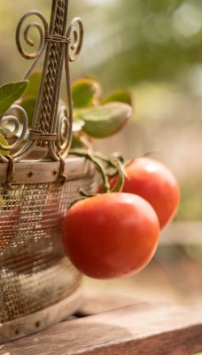 корзина томаты крупный план