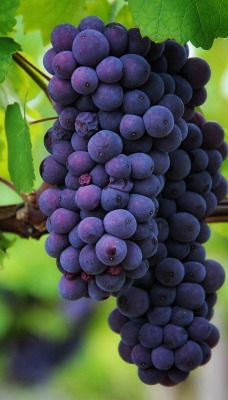 виноград черный гроздь листья