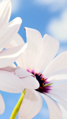 Белые лепестки цветка