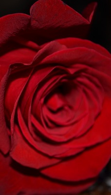 Роза на столе