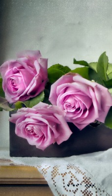 нежно-фиолетовые розы