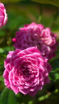 розовые цветы под солнцем
