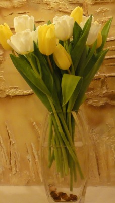 желто-белые тюльпаны