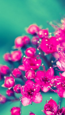 маленькие розовые цветочки