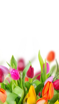 весенние тюльпаны