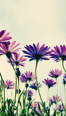 фиолетовые солнечные цветочки
