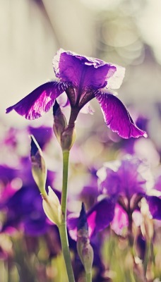 фиолетовый цветочек