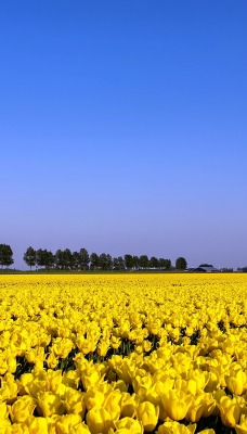 поляна желтых тюльпанов