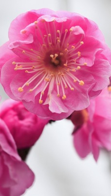 розовый нежный цветочек