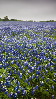 цветочно-синяя поляна