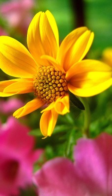 желтый цветочек