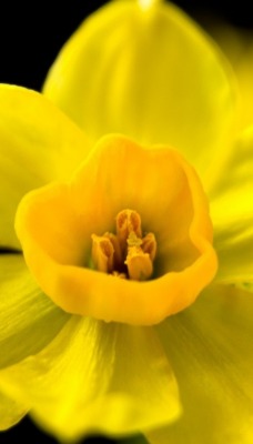 желтый цветок