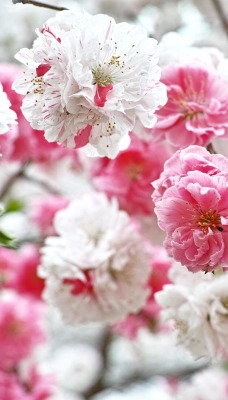 розово-белые цветы
