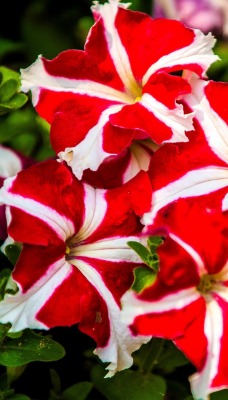 красно-белые цветы