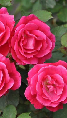 нежные-розовые цветы