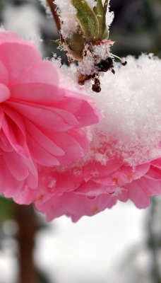 нежно-розовые цветы в снегу