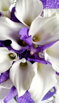бело-фиолетовые цветы