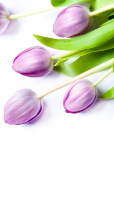 фиолетовые тюльпаны
