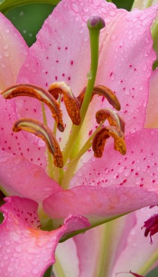 Нежно-розовый цветочек