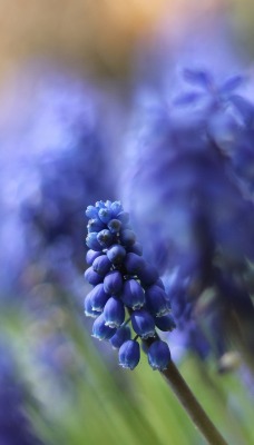 Нежно-голубые цветы
