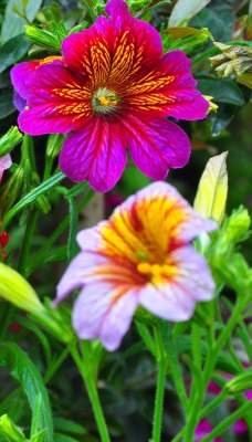 цветок сальпиглоссис