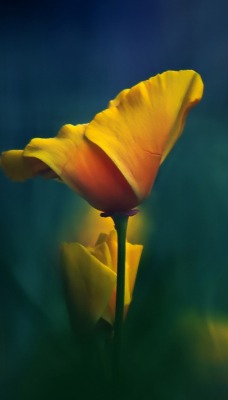 желтый цветок макро