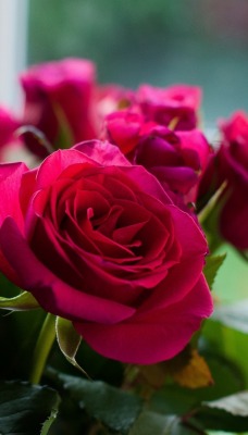 пурпурные розы