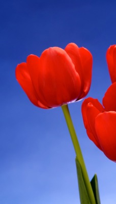 Красные тюльпаны на фоне неба
