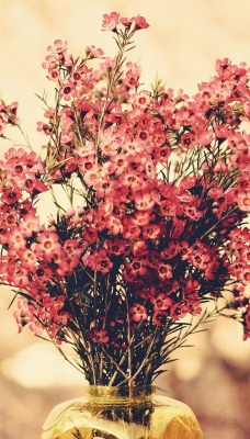 цветочки в вазе