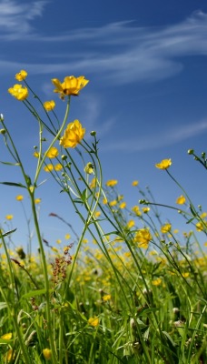 цветы одуванчики поляна небо