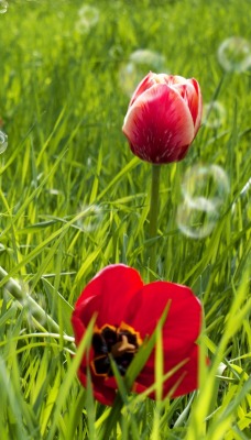 тюльпаны трава поле пузыри