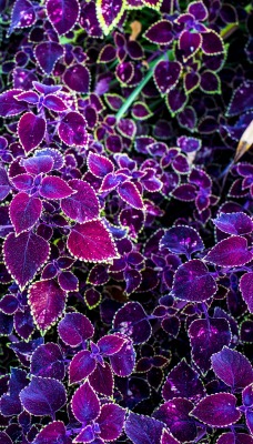 Листья фиолетовые