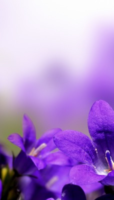 Фиолетовые цветы размытый фон