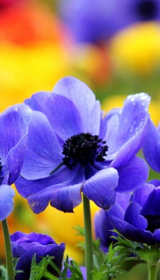 Синие цветы размытый фон