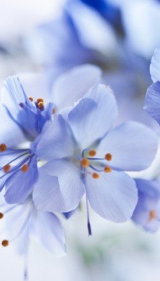 цветы голубые